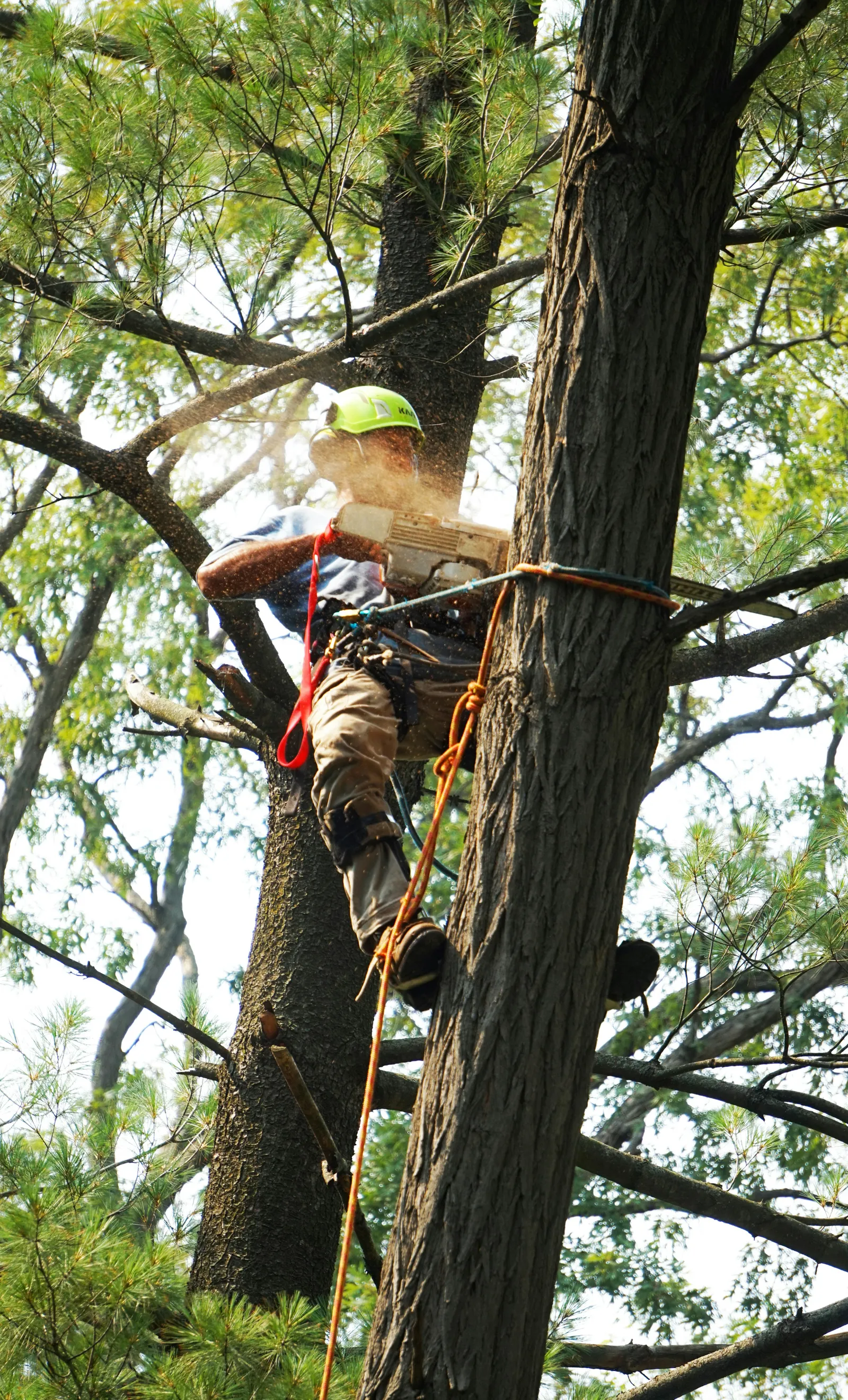 Boomverzorger controleert de boom op nesten