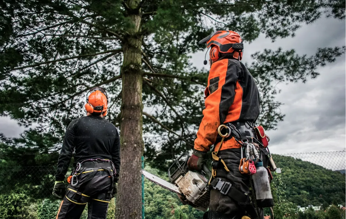 Boomverzorgers aan het werk bij een boom