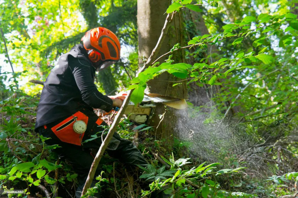 Boomverzorger snoeit een boom in vol blad