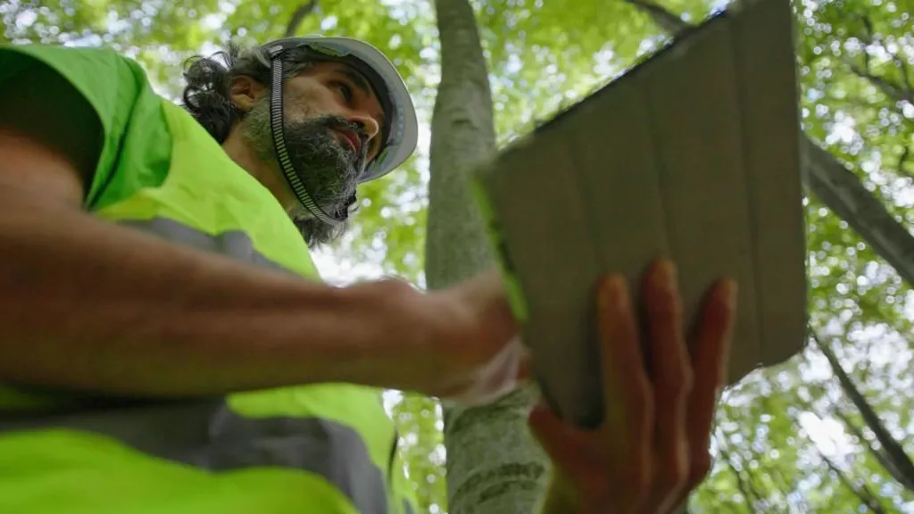 Boominspecteur beoordeelt de conditie van een boom